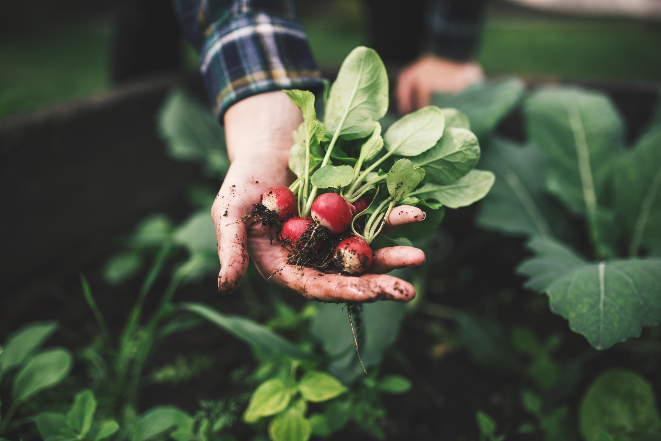 Not sure what to do with fresh, harvested radishes? Pickle them - Farm and  Dairy